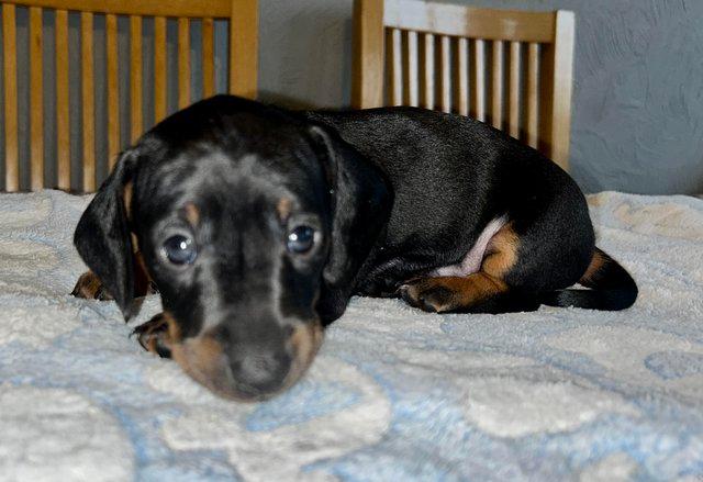 Image 3 of For sale Male Standard Dachshund Puppies