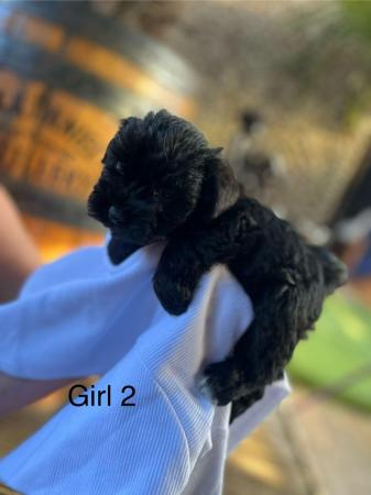 Image 7 of Miniature schnauzer puppys