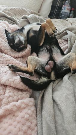 Image 5 of female chihuahua puppy looking for her forever sofa
