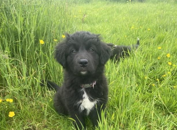 Image 1 of A lovely litter of collie puppies****one Left****