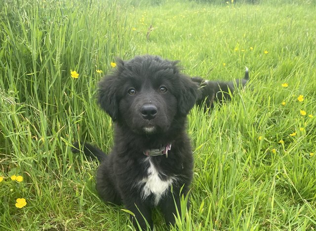 Preview of the first image of A lovely litter of collie puppies****one Left****.