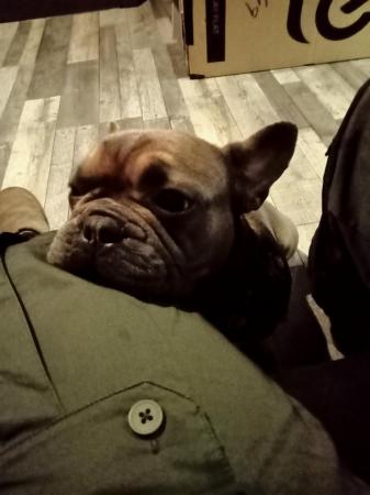 Image 4 of Beautiful male french bulldog carries fluffy jean