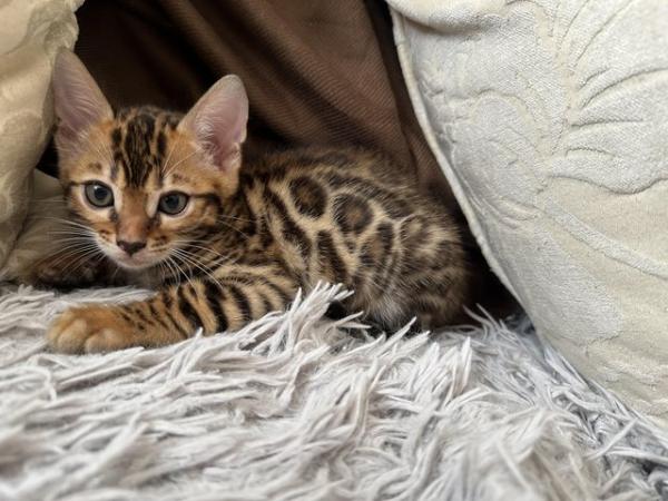 Image 3 of 5 generation TICA registered bengal kittens for sale.