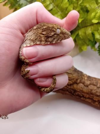 Image 4 of Gorgeous baby freidel line leachie gecko for sale!!!