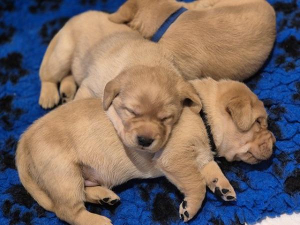 Image 12 of KC Registered Labrador puppies
