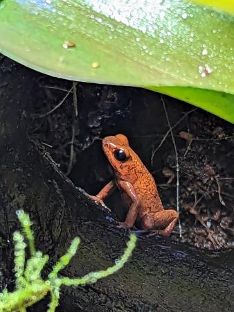Image 7 of Tropical Bioactive Jungle Terrarium w/ Oophaga Dart Frogs