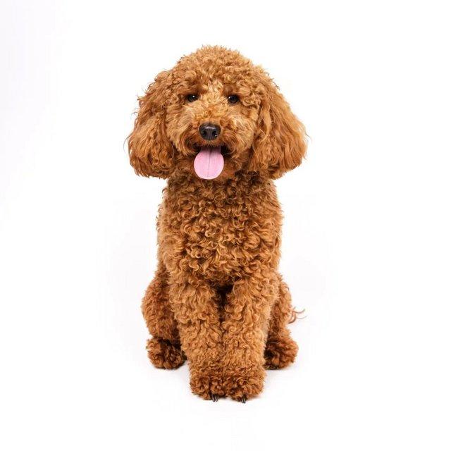Preview of the first image of Stud - KC registered Red miniature poodle.