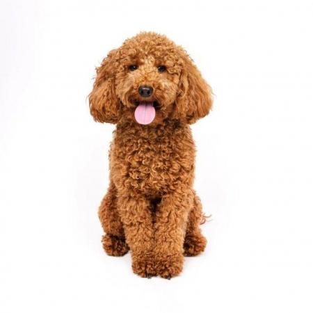 Image 1 of Stud - KC registered Red miniature poodle