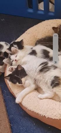 Image 6 of Beautiful cute fun loving 9 weeks old kittens