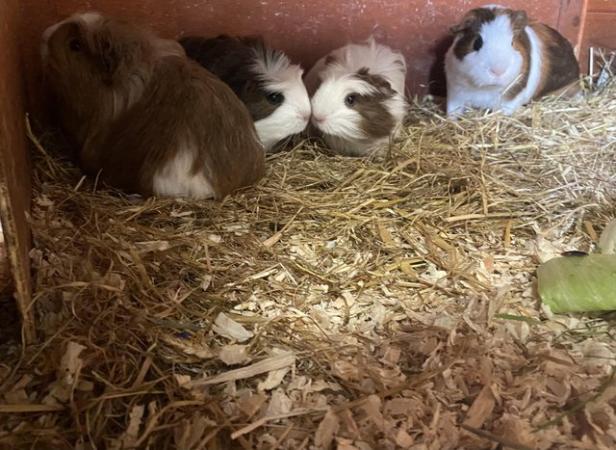 Image 9 of Baby Guinea pigs - males