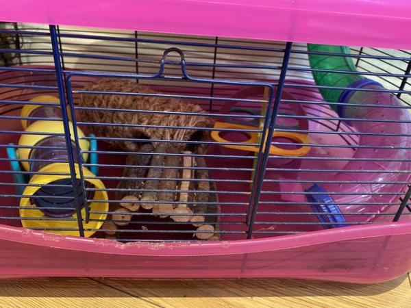 Image 2 of Deluxe three storey hamster cage