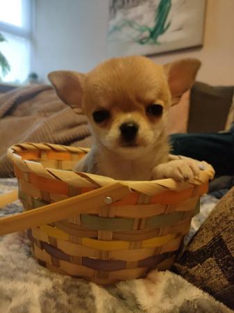 Image 1 of Xxs Chihuahua Puppies - Porthmadog
