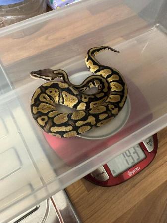 Image 1 of 2023 ball pythons for sale