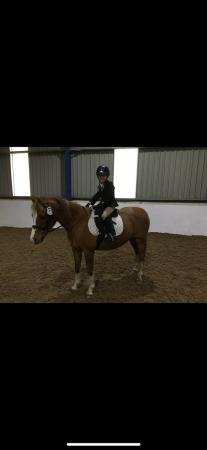Image 1 of 12.1 chestnut mare for sale / loan