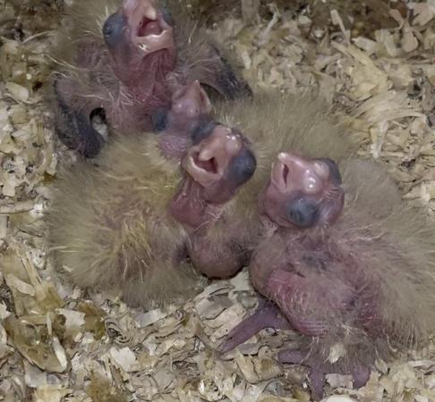 Image 5 of really beautiful cockatiel babies for sale