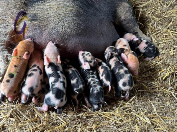 Image 1 of Pure kune kune piglets available