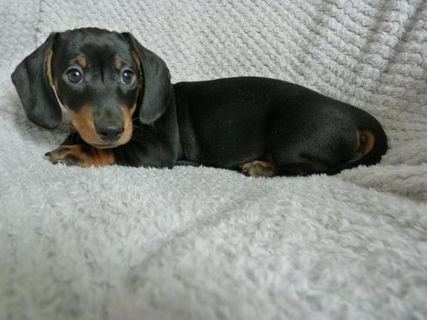 Image 5 of Ready Now KC Registered Miniature Dachshund Puppies