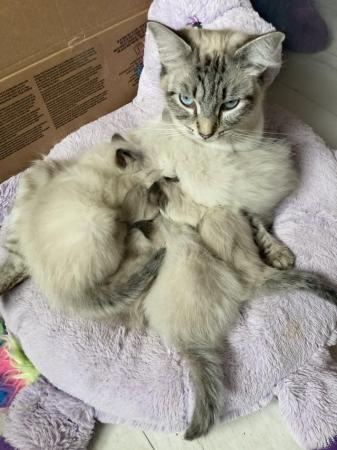 Image 4 of 8 week old pure bred ragdoll kittens.