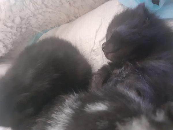 Image 11 of Stunning chunky Black fluffy kittens.