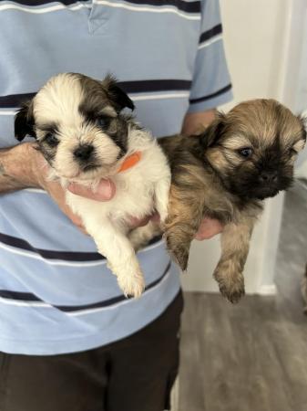 Image 2 of 6 x shihtzu x puppies for sale