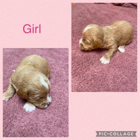 Image 8 of OFFERS ABOVE £1000 beautiful cavapoo’s