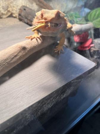 Image 5 of Male bearded dragon for sale!!!