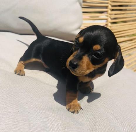 Image 2 of 6 week old mini dachshund pups