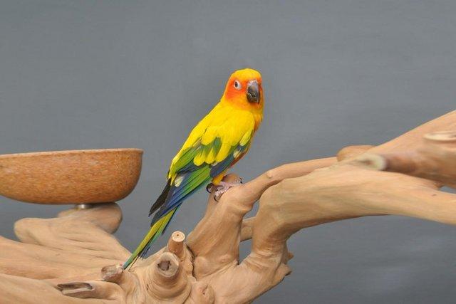 Image 4 of Baby Sun conures for sale,19