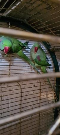 Image 3 of Alexandrine pair for sale ready for breeding