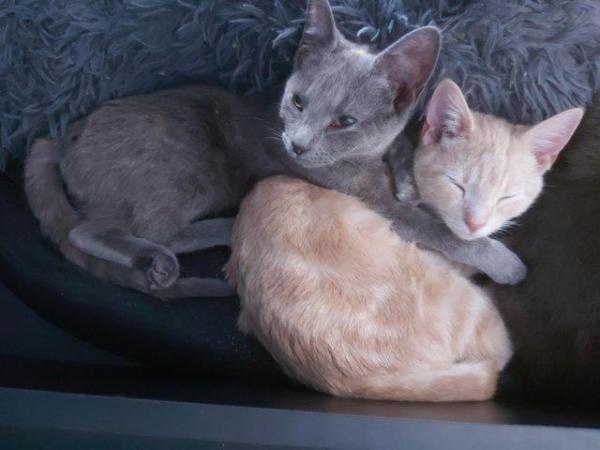 Image 1 of Russian blue cross blue silver marbled bengal kittens