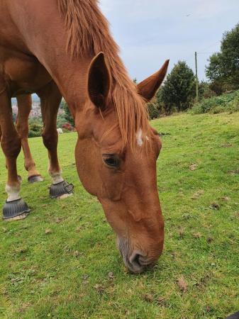 Image 4 of 17hh Irish sports horse gelding for part-loan
