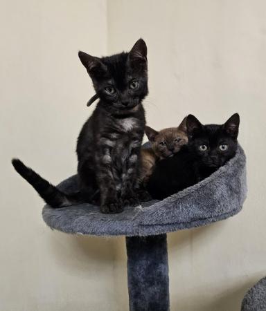 Image 15 of Tica Reg Bengal Kittens for loving home
