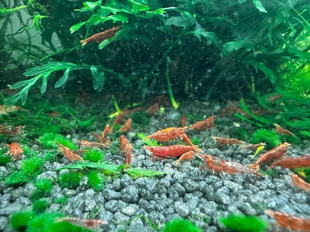 Preview of the first image of Cherry Shrimp many available.