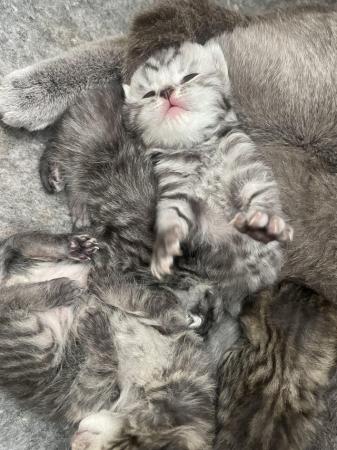 Image 1 of GCCF reg - Golden & Silver spotters BSH kittens