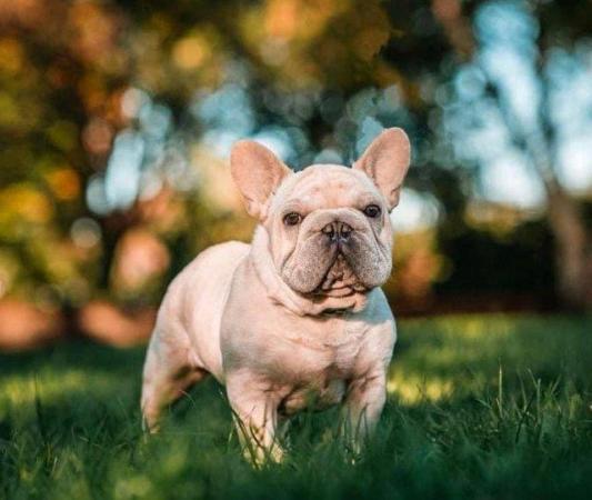 Image 6 of Beautiful Merle french bulldog puppies