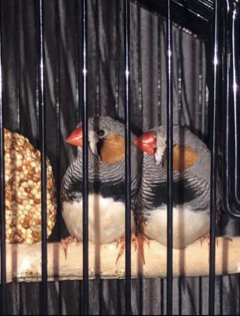 Image 3 of Paired budgies plus paired zebra finches