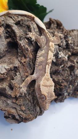Image 2 of Amazing Crested Gecko For Sale
