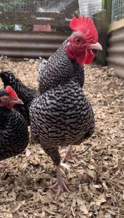 Image 2 of Hatching Eggs For Sale. Pure Breed Bantam Chicken Eggs