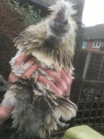 Image 3 of Handsome satin frizzle silkie cockerel for sale