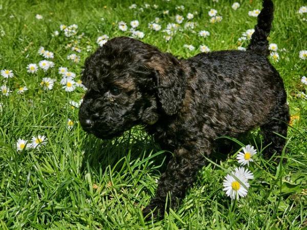 Image 10 of Exceptional quality litter of cockapoo puppies