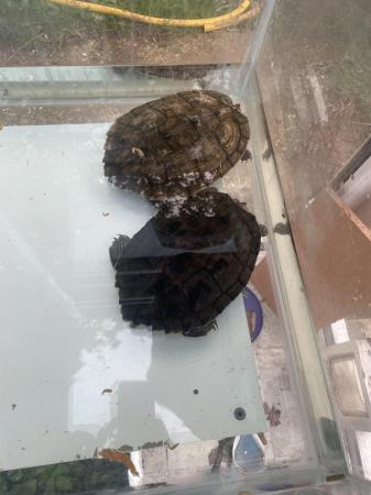 Image 5 of Map turtles for rehome only
