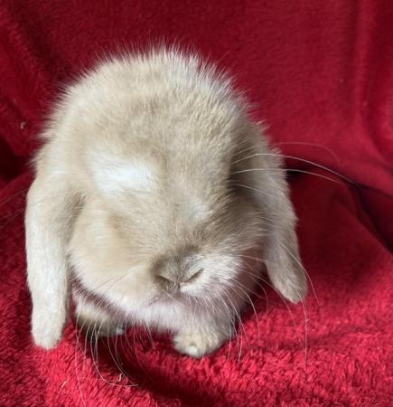Image 5 of Adorable Mini Lop Rabbits