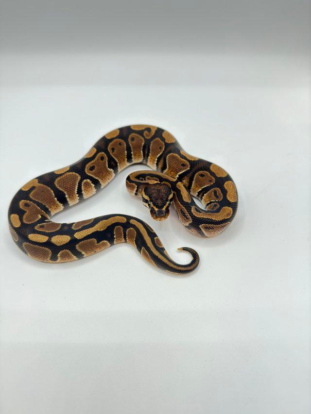 Preview of the first image of 2023 Normal Het Pied Male Royal Python.
