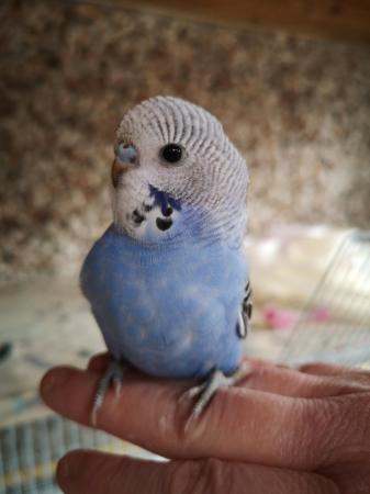 Image 14 of Baby hand tamed budgies for sale