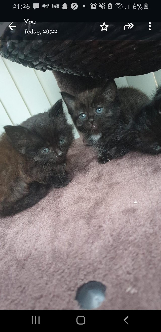 Preview of the first image of 2 gorgeous female Kittens forsale.