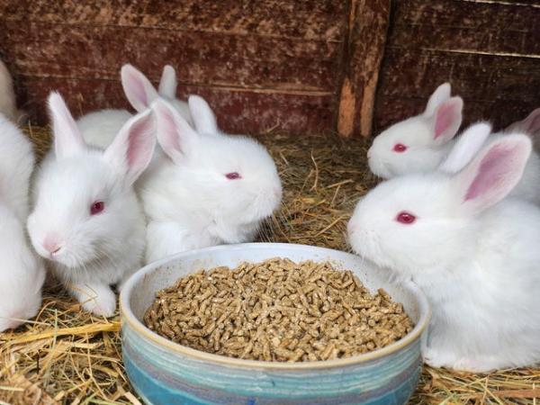 Image 1 of Pure Breed New Zealand white bunnies 2 male left, ready now
