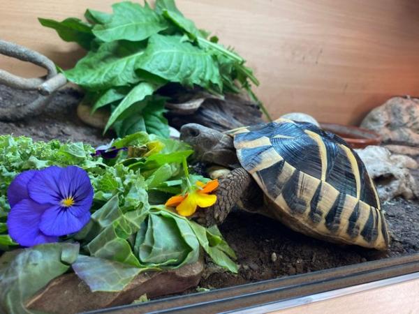 Image 3 of 2 year old Herman’s tortoise
