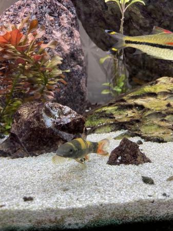 Image 2 of Full aquarium set up juwel tank