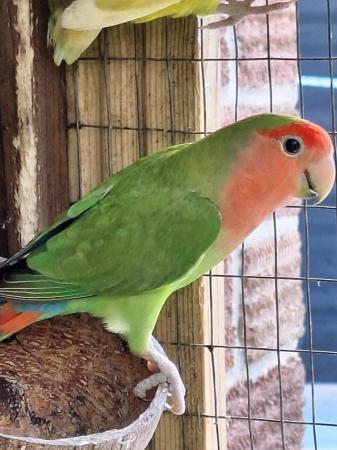 Image 6 of Unrelated already paired lovebirds all aviary bred