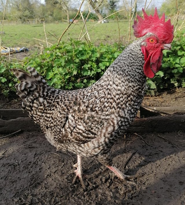 Preview of the first image of Lovely Cuckoo maran bantam cockerel.
